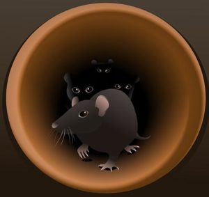 rats-in-pipes